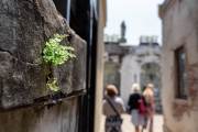 Der Friedhof la Recoleta