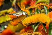 Kolibris im Nationalpark Santa Teresa