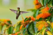 Kolibris im Nationalpark Santa Teresa