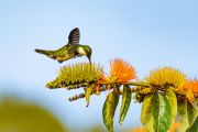 Kolibris im Nationalpark Santa Teresa