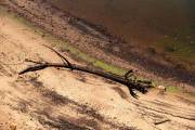 ein Baum am Strand von Frey Bentos