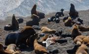 Seelöwen bei Punta Norte im Norden der Peninsula Valdes