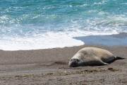 Ein einzelner Seeelefant bei Punta Norte