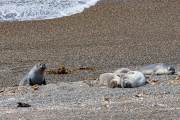 Seeelefanten bei Caleta Valdes