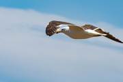 Möwe
