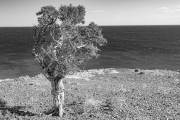 ein einsamer Baum oberhalb der steilen Küste bei Puerto Piramides