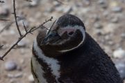 Magellanpinguin am Cabo dos Bahias
