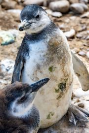 Magellanpinguin am Cabo dos Bahias