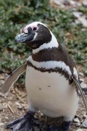 Magellanpinguin am Cabo dos Bahias