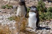 Magellanpinguin am Cabo dos Bahias