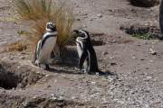 Magellanpinguin am Cabo dos Bahias