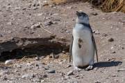 Magellanpinguin am Cabo dos Bahias
