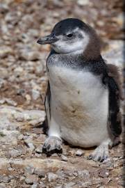 Magellanpinguin am Cabo dos Bahias