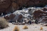 Magellanpinguin am Cabo dos Bahias