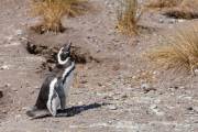 Magellanpinguin am Cabo dos Bahias