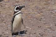 Magellanpinguin am Cabo dos Bahias