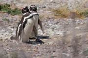 Magellanpinguin am Cabo dos Bahias