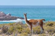 Guanaco an der Küste beim Cabo dos Bahias