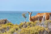 Guanaco an der Küste beim Cabo dos Bahias