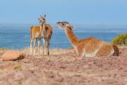 Guanacos an der Küste beim Cabo dos Bahias