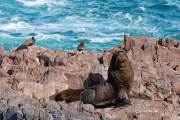 Seelöwen, Cabo dos Bahias