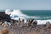Magellanpinguine am Cabo dos Bahias