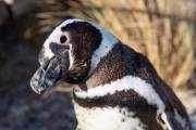 Magellanpinguin am Cabo dos Bahias