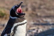 Magellanpinguin am Cabo dos Bahias