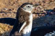 Magellanpinguin am Cabo dos Bahias
