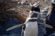 Magellanpinguin am Cabo dos Bahias