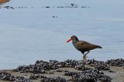 Vogel im Watt