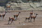 Guanacos am Strand