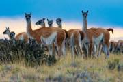 Guanacos im Abendlicht