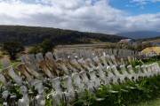 Waalskelete bei der Estancia Haberton