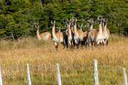 neugierige Guanacos im Karukinka Nationalpark