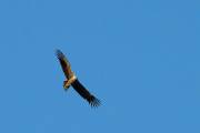 Unser erster Condor