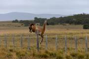 Guanaco beim Sprung über den Zaun