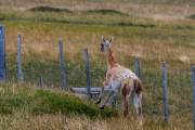Überall Guanacos an der Straße
