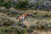 Guanaco Sprung 1