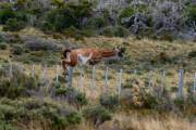 Guanaco Sprung 2