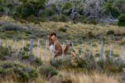 Guanaco Sprung 4