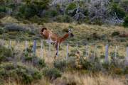 Guanaco springt über den Zaun 3