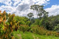 Blick in den Urwald