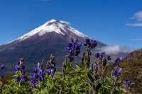 Cotopaxi mit Lupinen