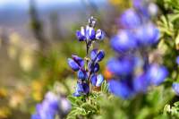 Blumenmeer in mehr als 4.000 Metern höhe
